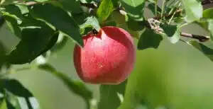 Will You Consume It or Invest It