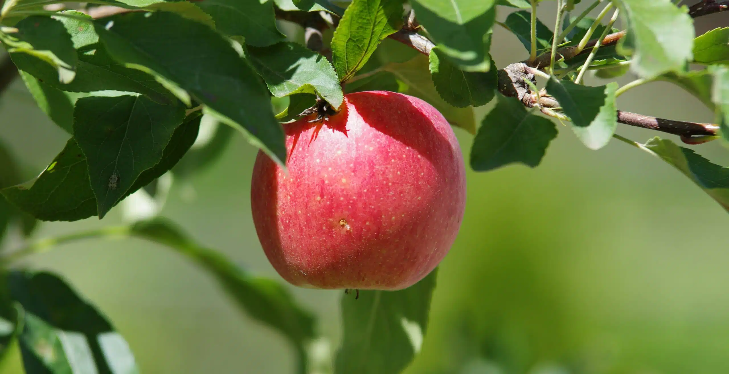 Will You Consume It or Invest It