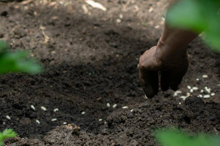 The Power of Scattering the Gospel Seed