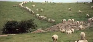 Why Followers of Jesus Believe He Is the Only Way to God
