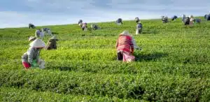 The Deployed Disciple - Stepping Into the Harvest and Joining Jesus’ Mission