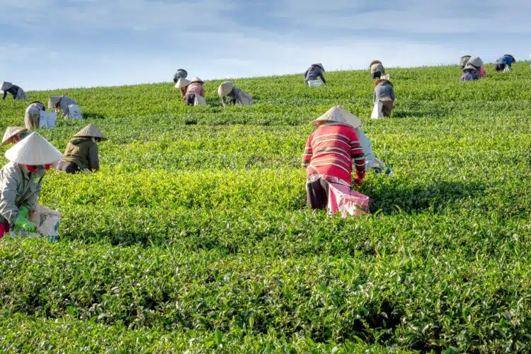 The Deployed Disciple - Stepping Into the Harvest and Joining Jesus’ Mission